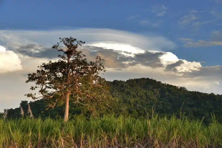 Sepik River Tours