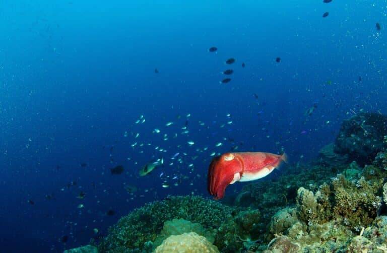 Walindi Plantation Resort