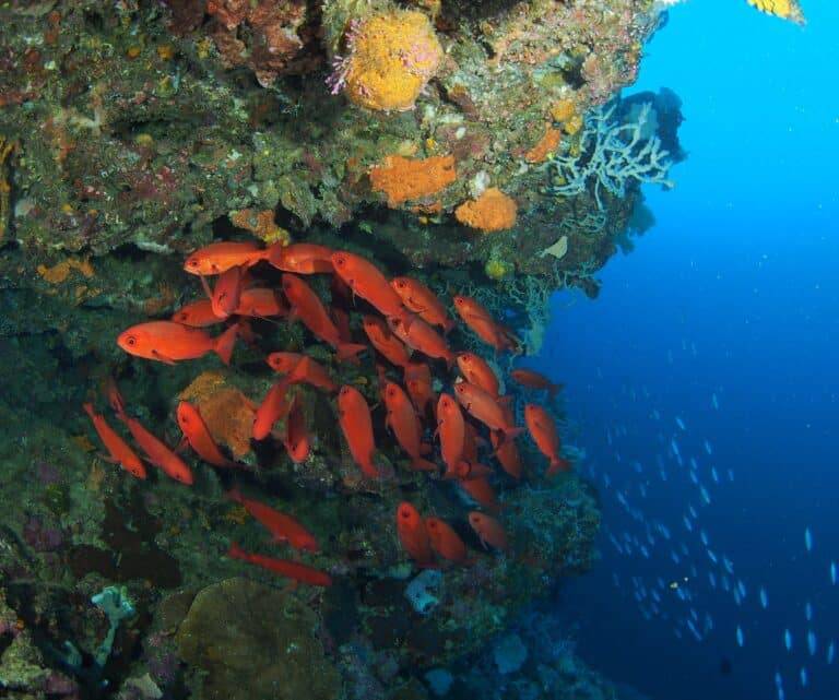 Walindi Plantation Resort