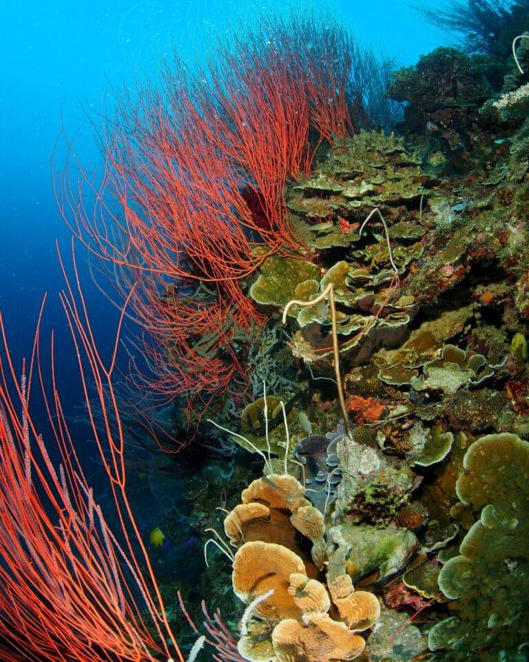 Walindi Plantation Resort