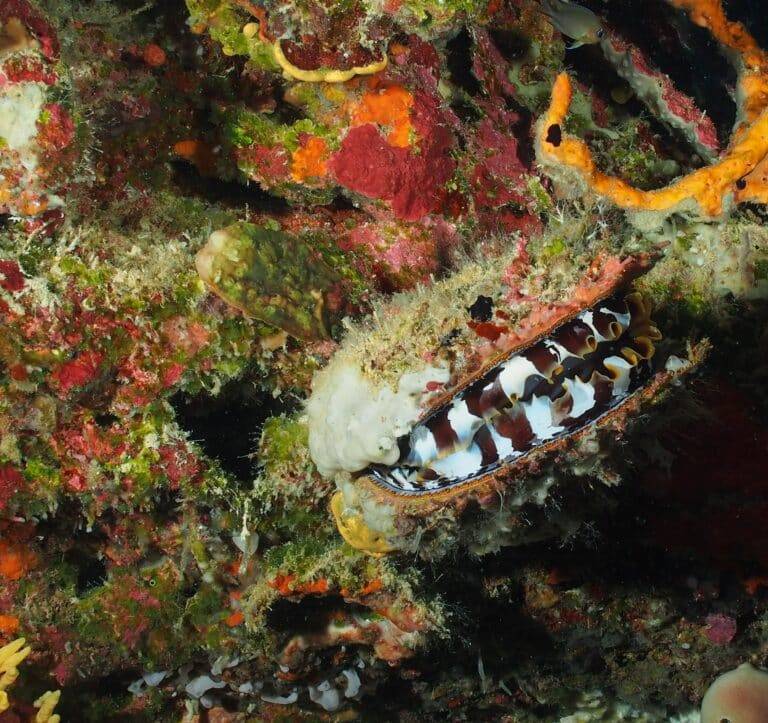 Walindi Plantation Resort