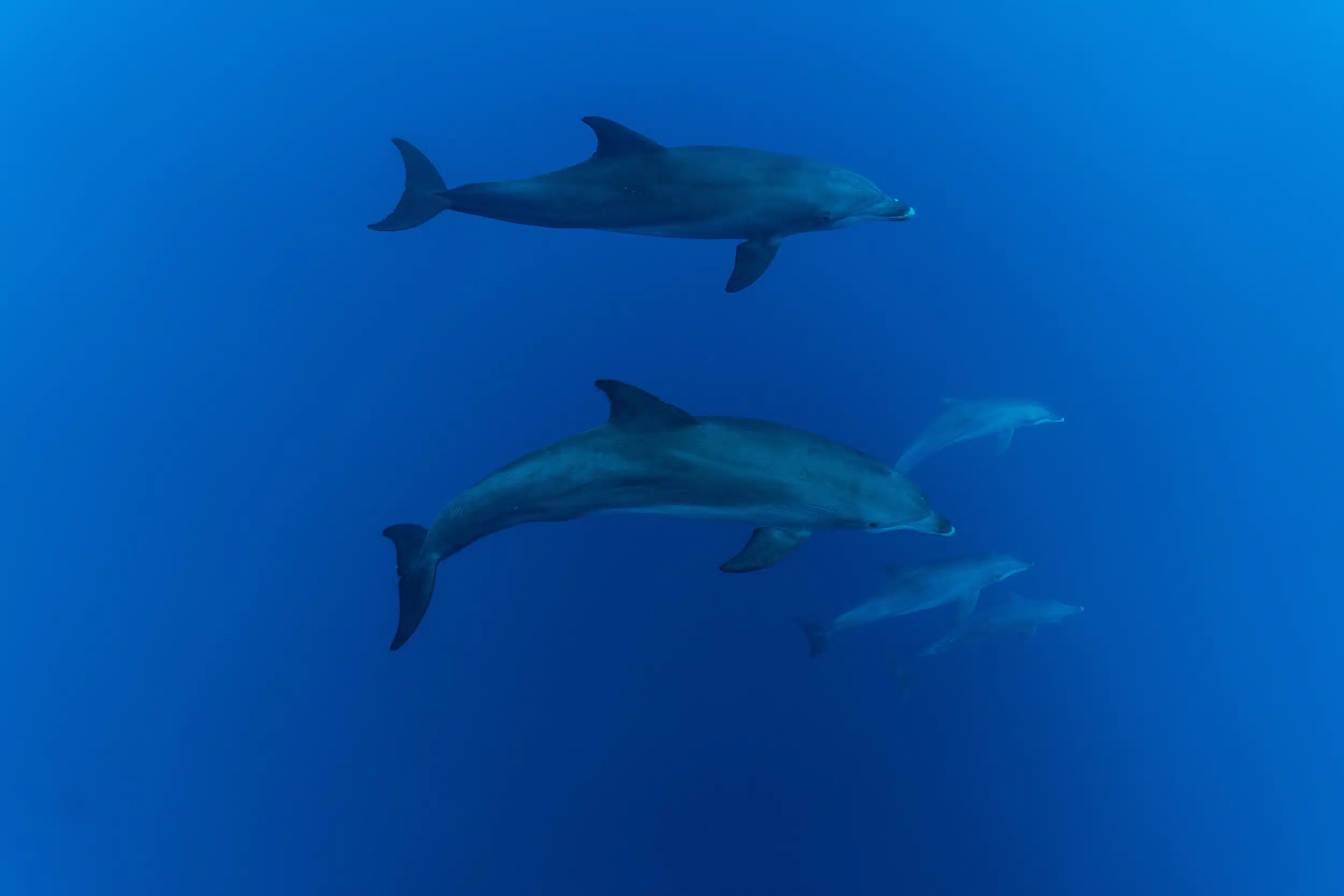 Scuba Diving in Truk Lagoon on the MV Odyssey