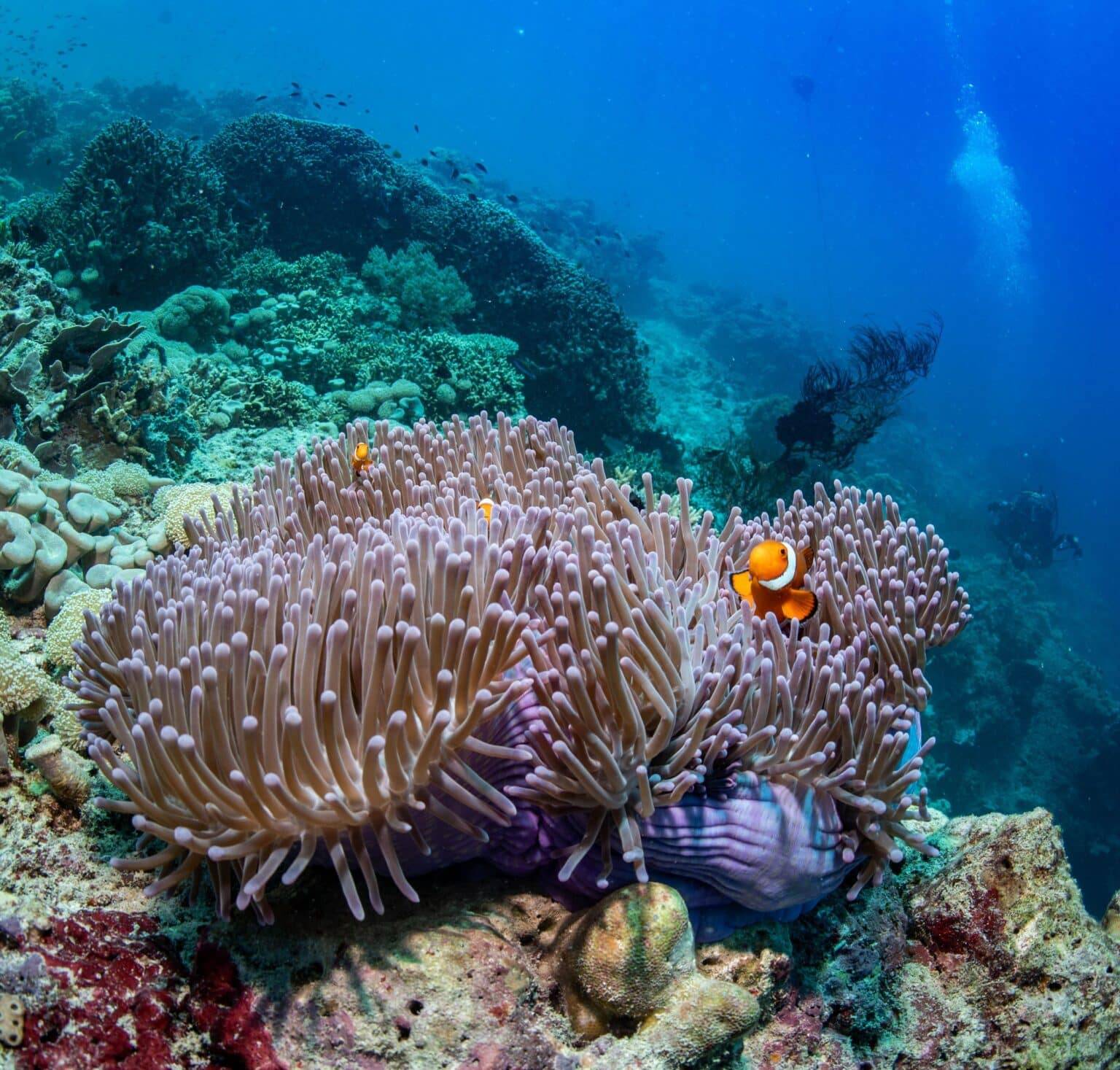 About Bali Bali Diving 1