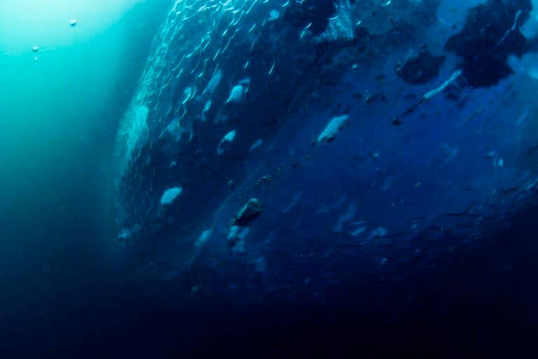 Antarctic Ice Diving photos02