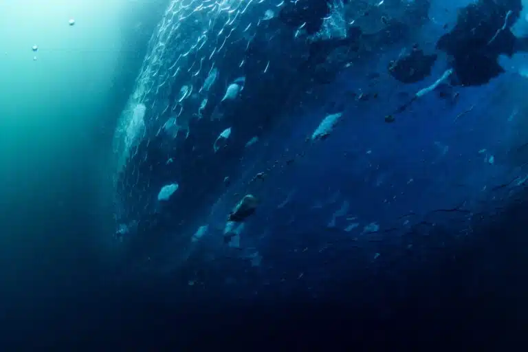 Antarctic Ice Diving photos02