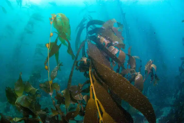 Antarctic Ice Diving photos10