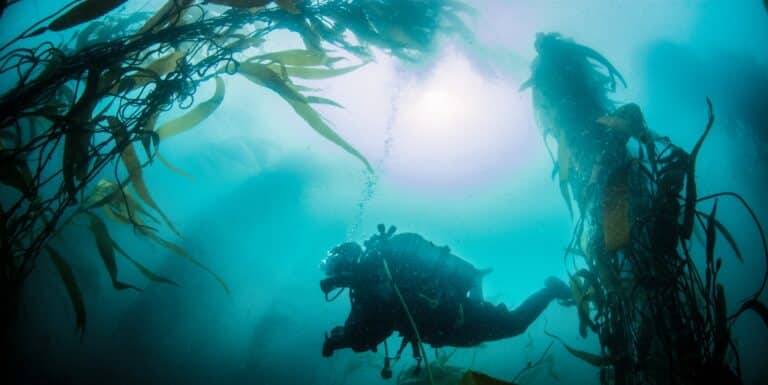 Antarctic Ice Diving photos12