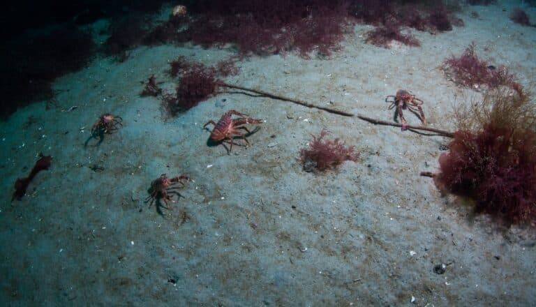 Antarctic Ice Diving photos13