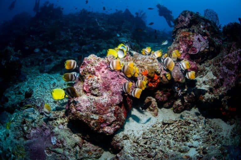Bali Diving images05