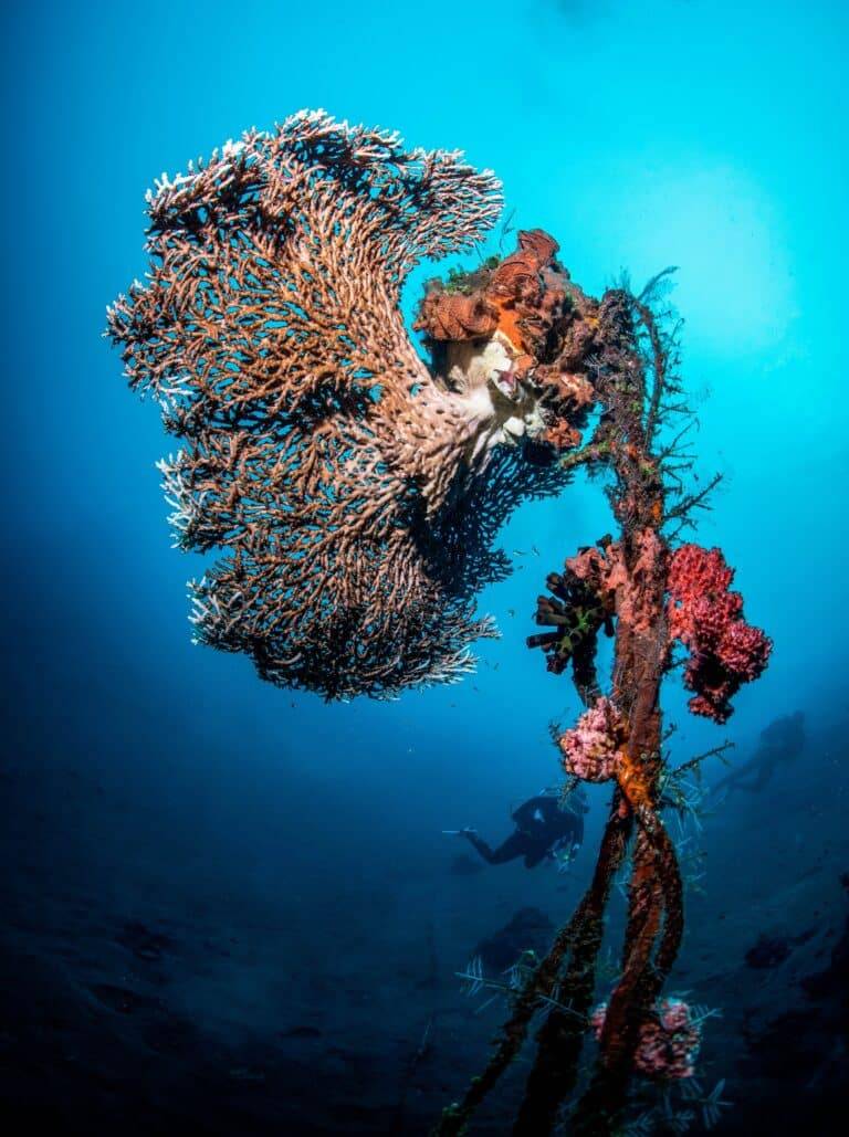 Bali Diving images10