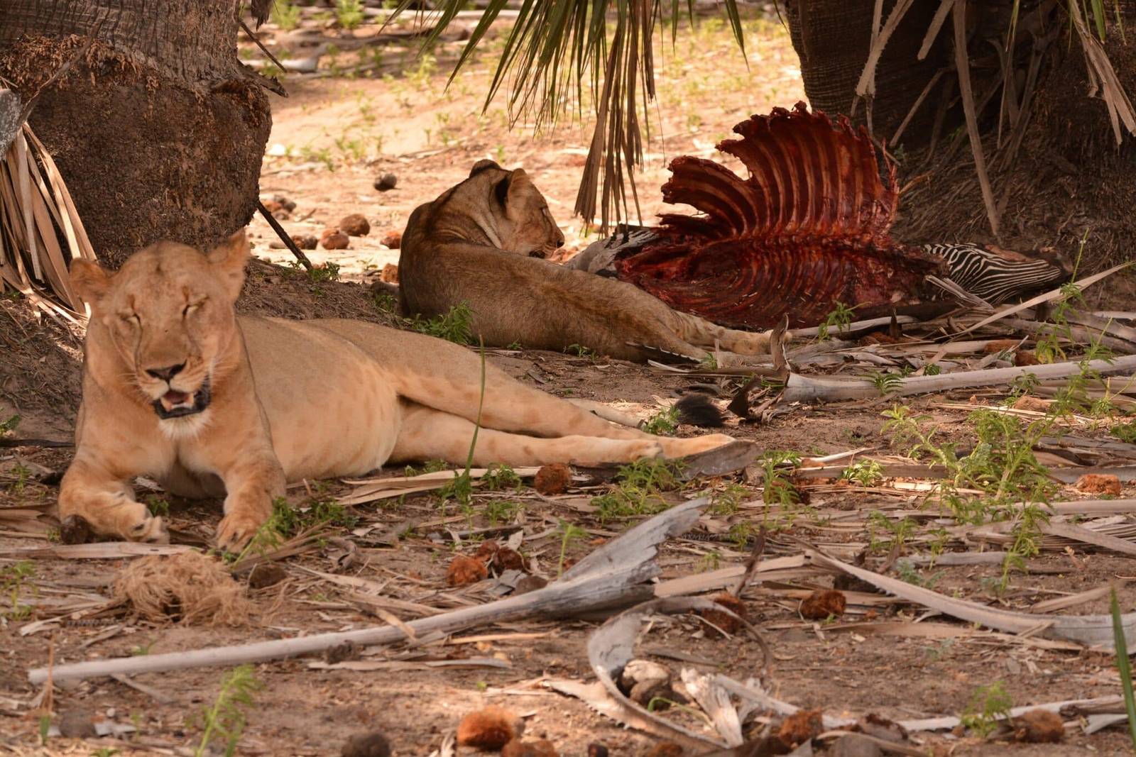 Big Game in the Selous1