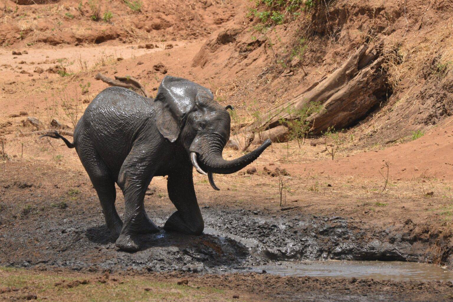 Birding in Tarangire National Park1