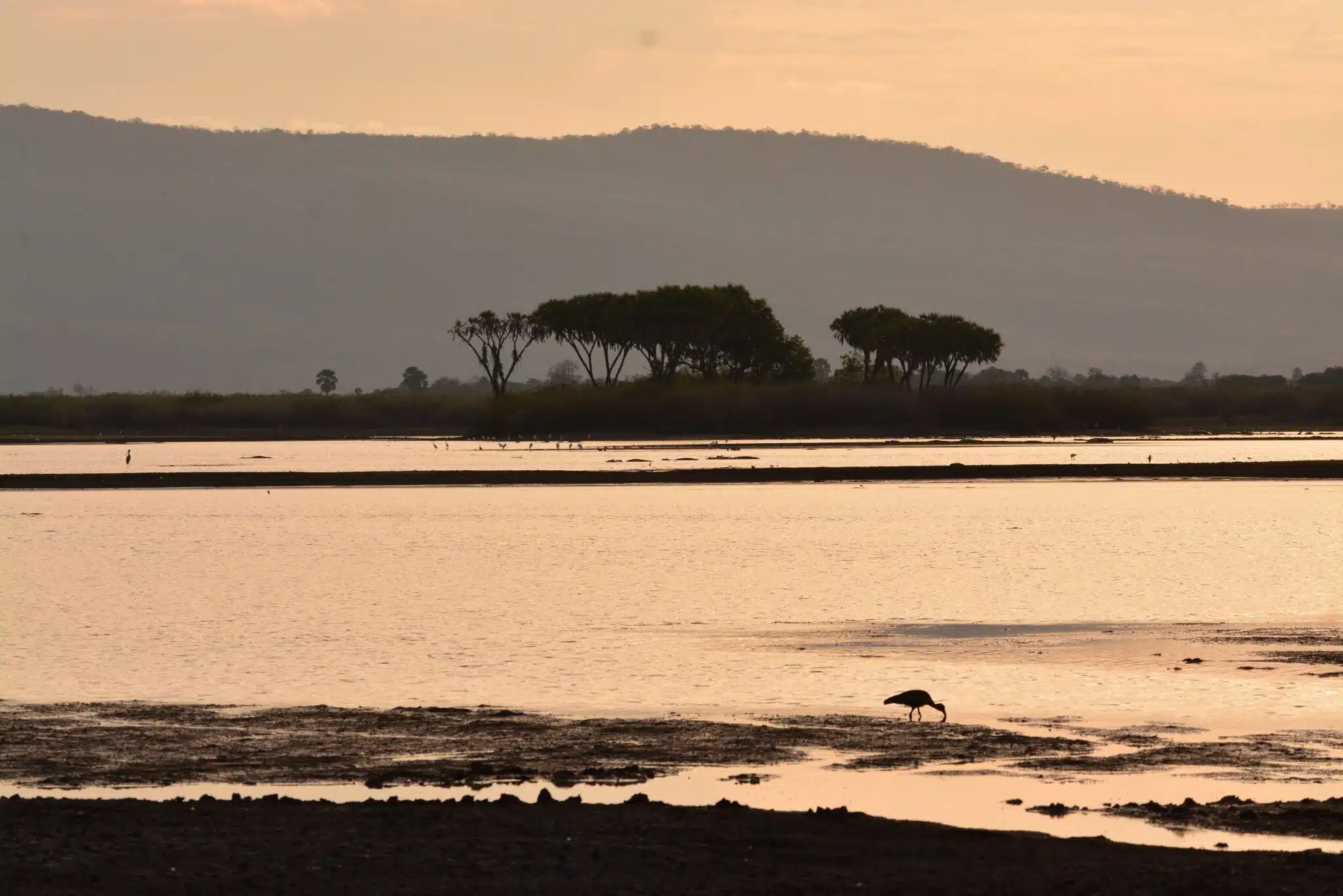 Boat Walking Safaris 1
