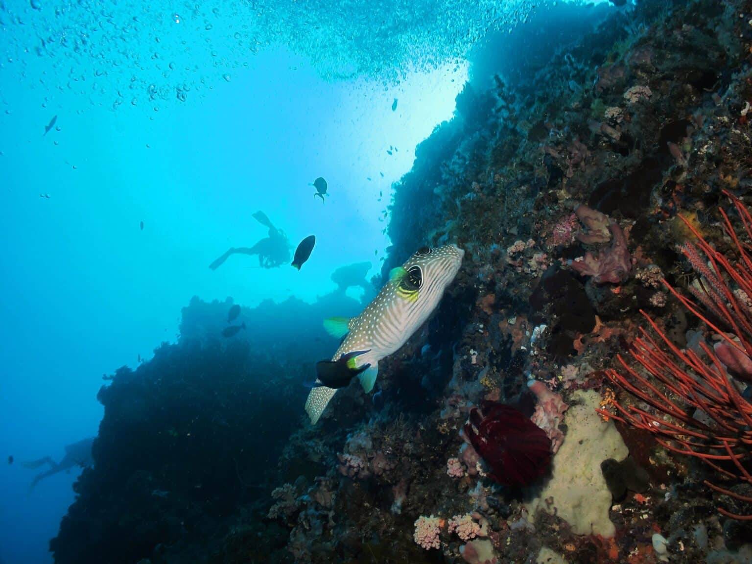 Coral Eye Resort North Sulawesi1