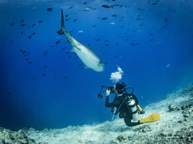 Liveaboard Diving