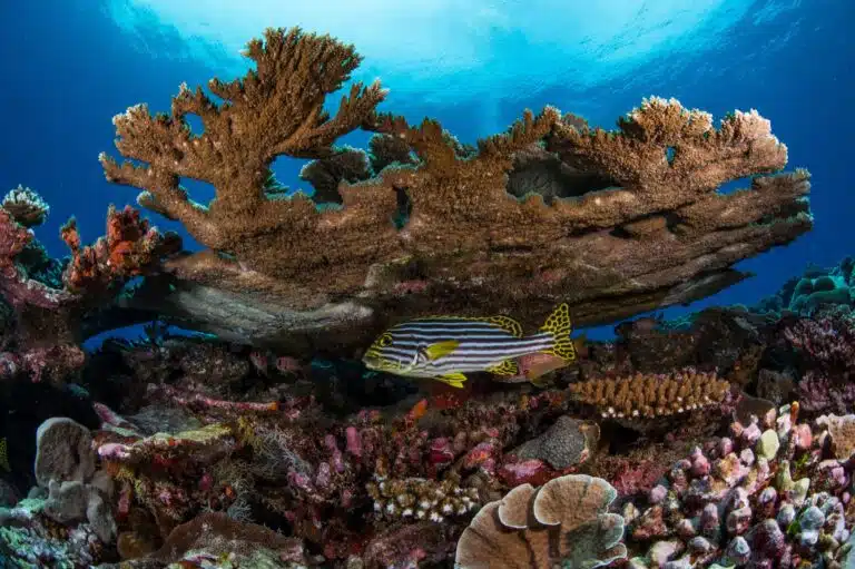 Liveaboard Diving