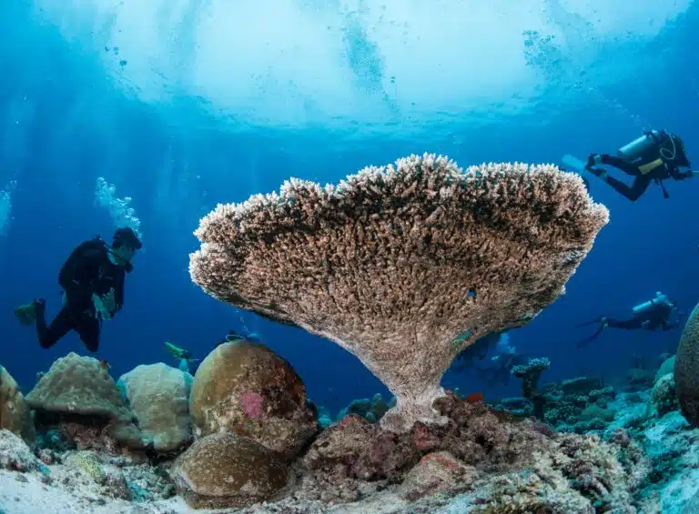 Liveaboard Diving