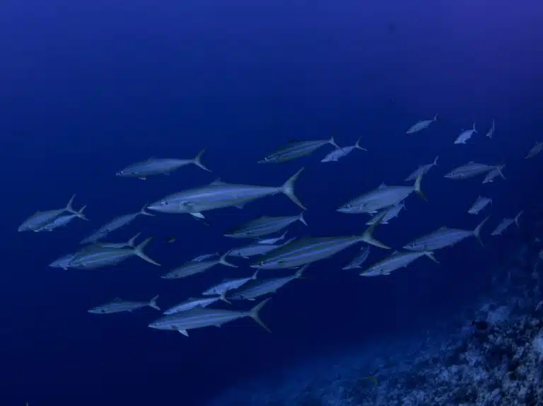 Liveaboard Diving