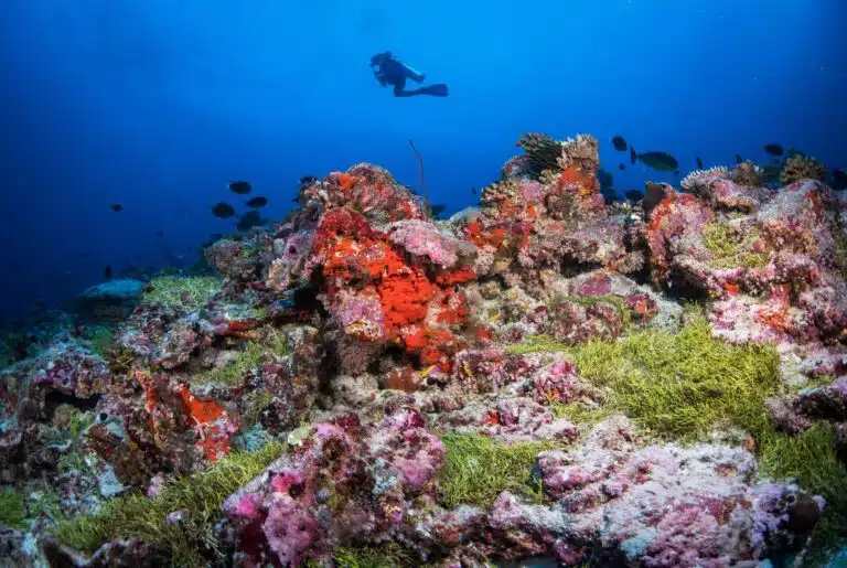 Liveaboard Diving