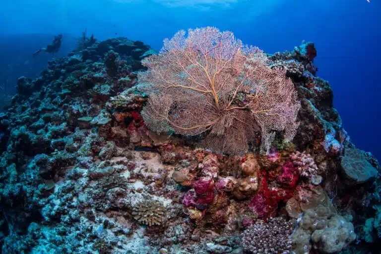 Liveaboard Diving