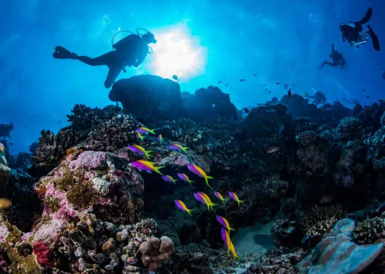 Liveaboard Diving