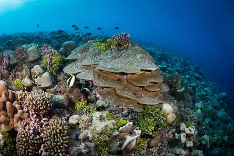 Liveaboard Diving