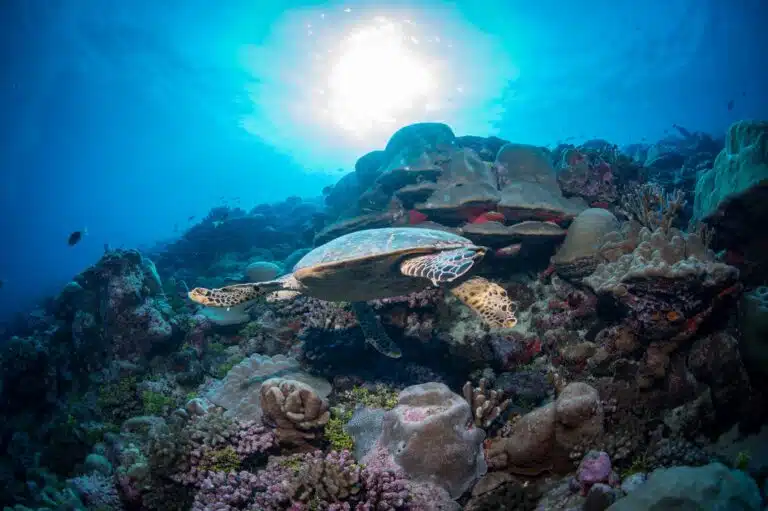 Liveaboard Diving