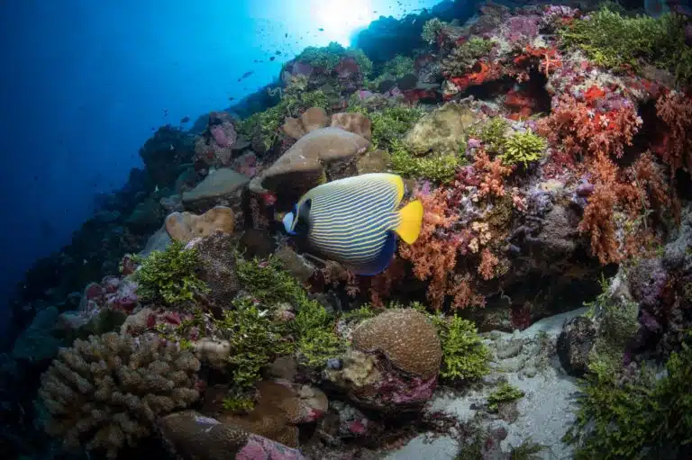 Liveaboard Diving