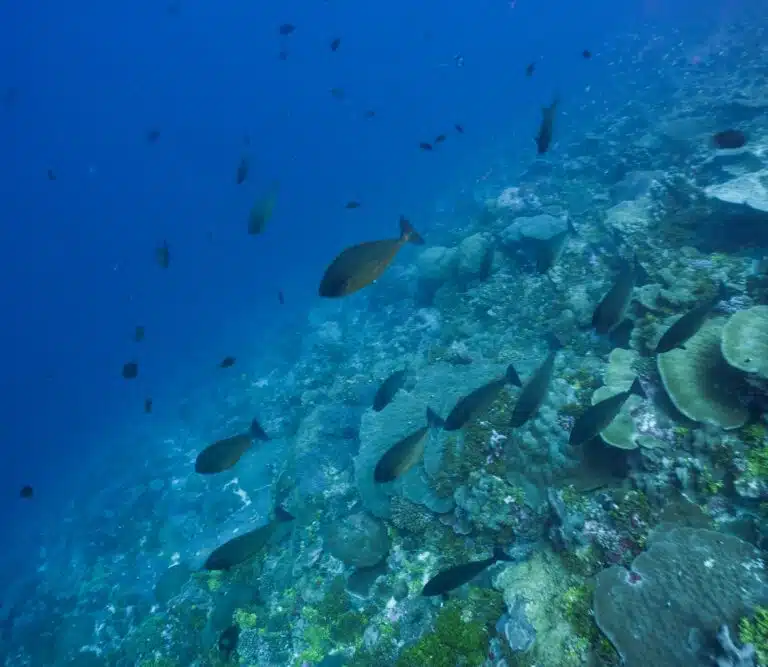 Liveaboard Diving