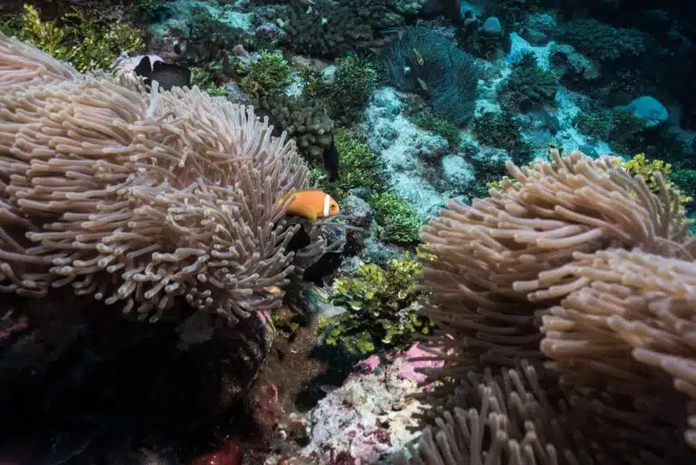 Liveaboard Diving