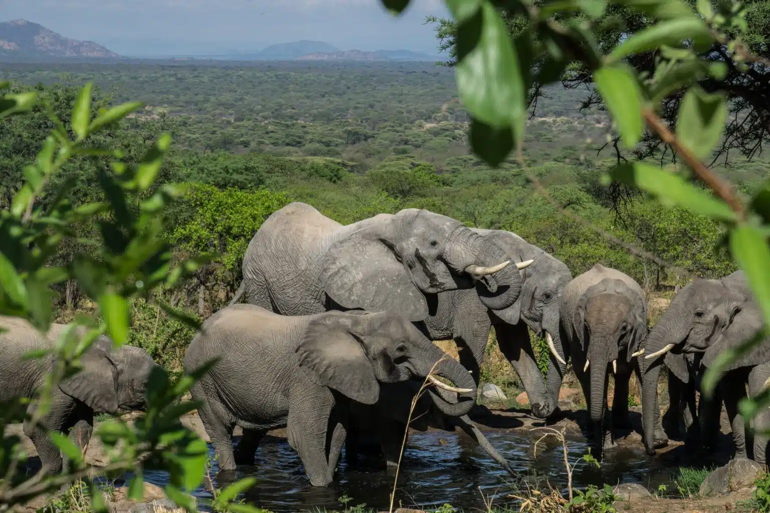 Inside the Ruaha National park1