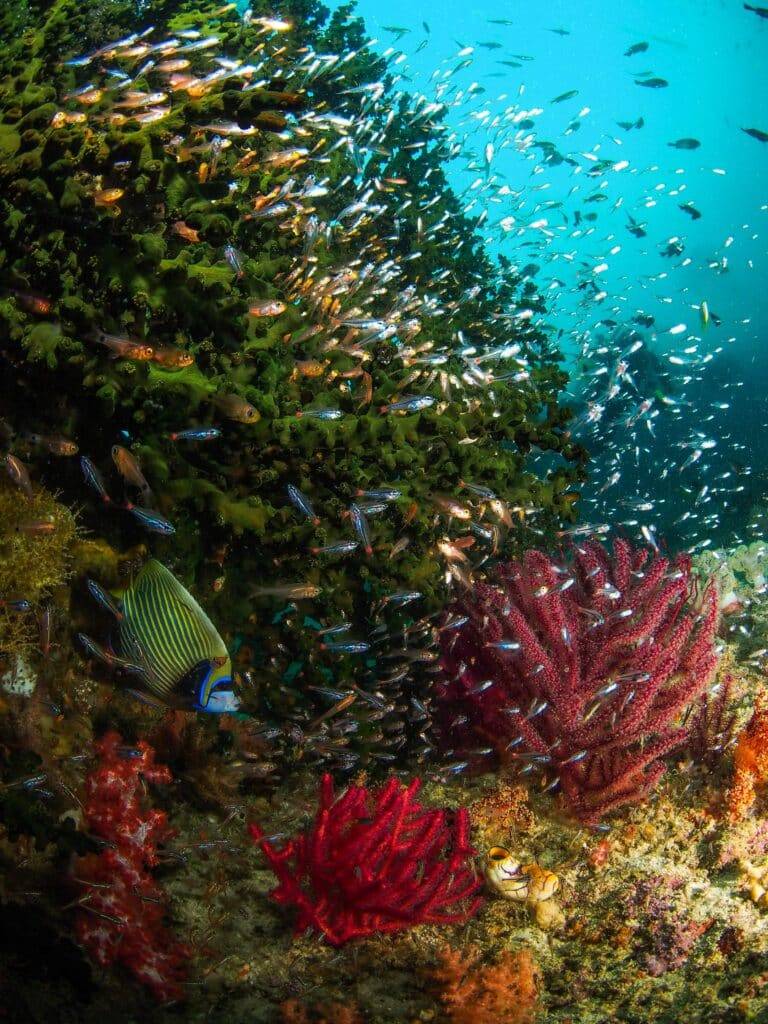 Komodo Liveaboard Diving1