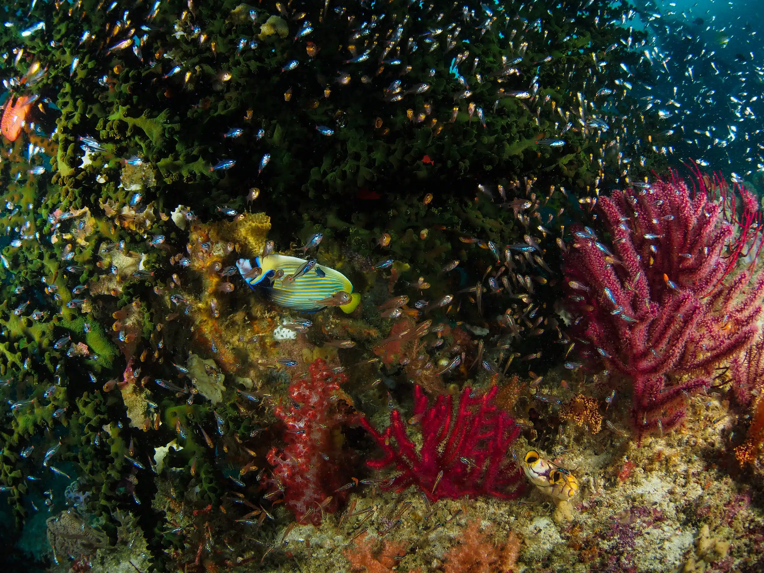 Komodo Liveaboard Diving2