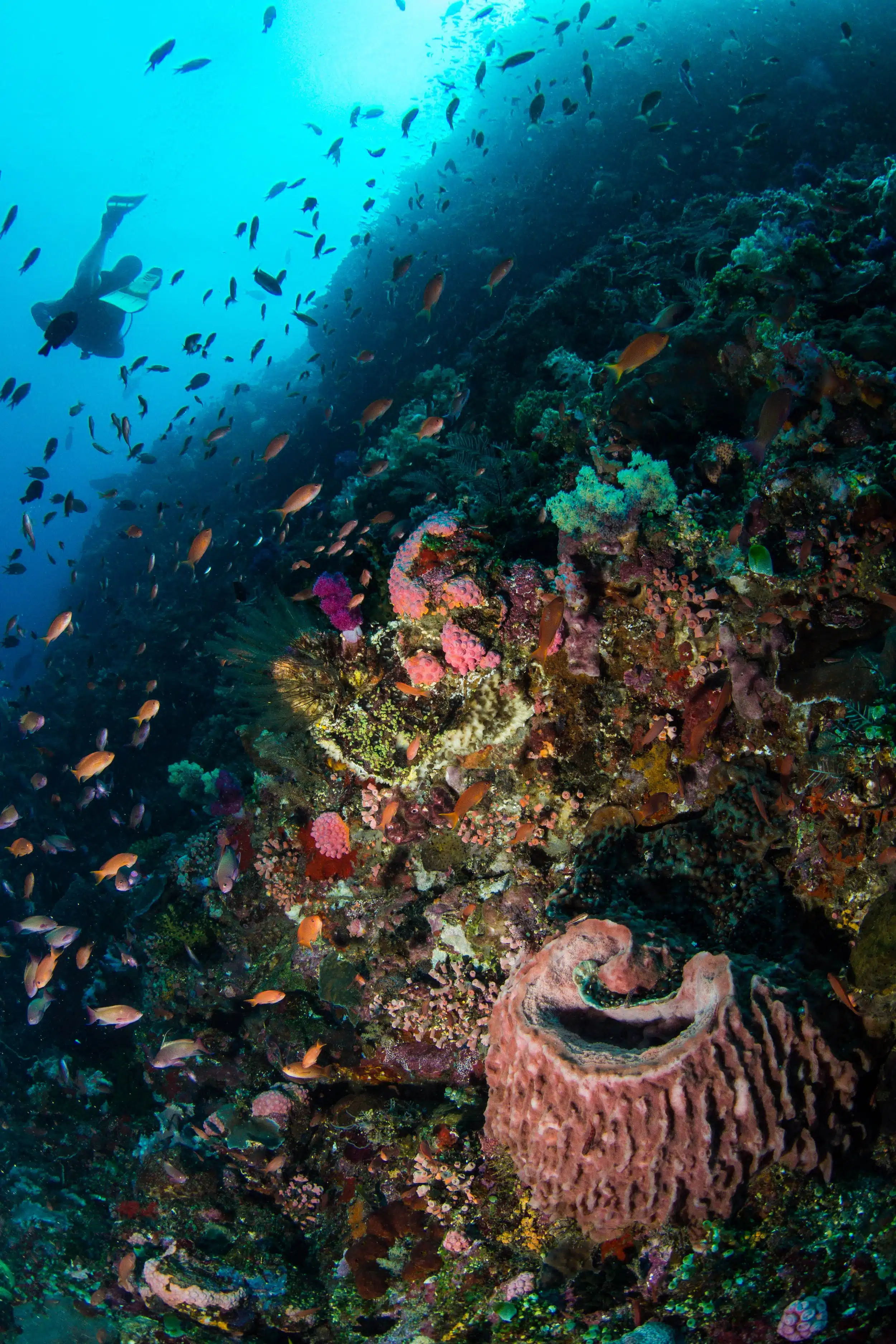 Komodo Liveaboard Diving3 scaled