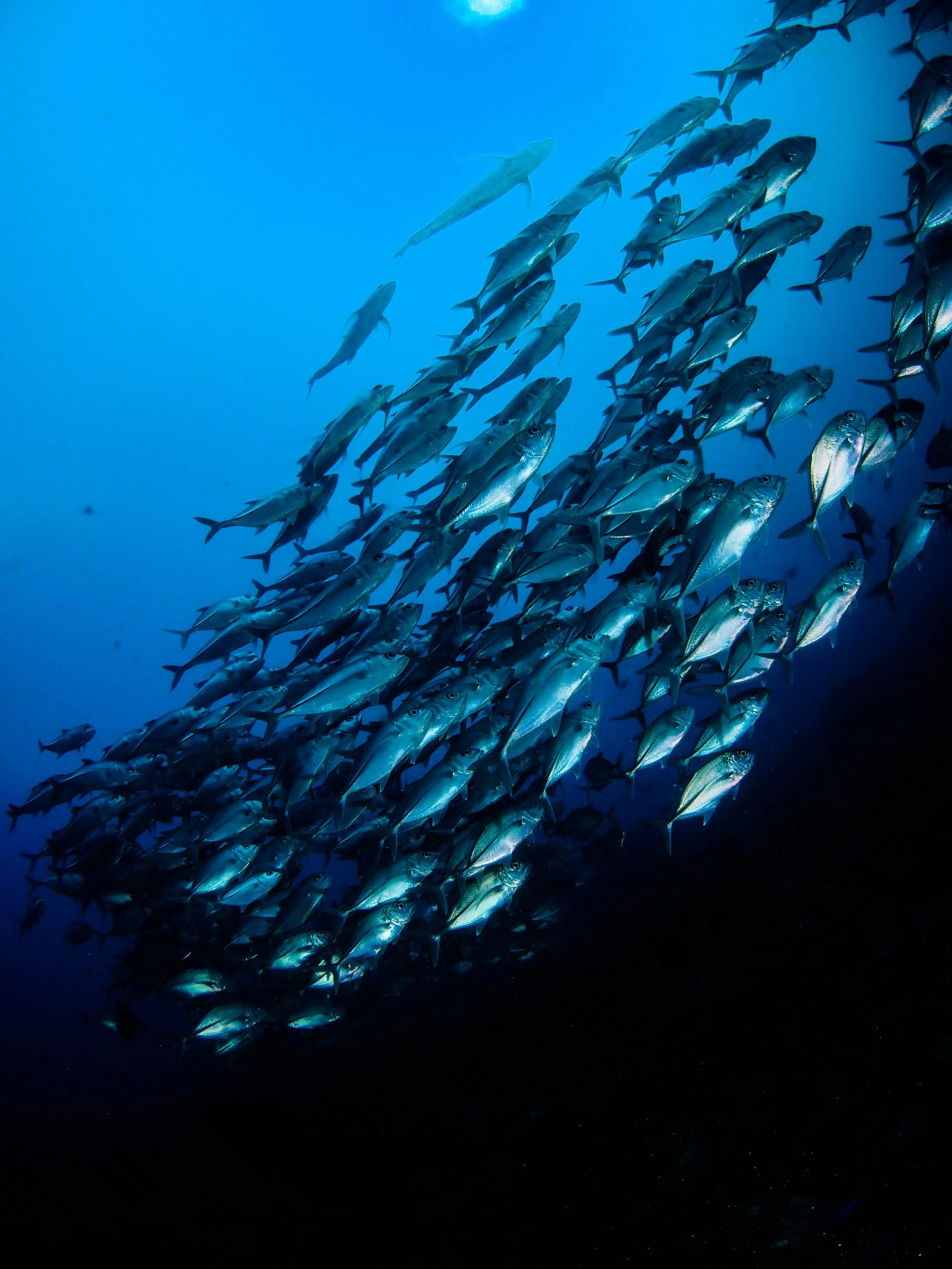 Komodo Liveaboard Diving4 scaled