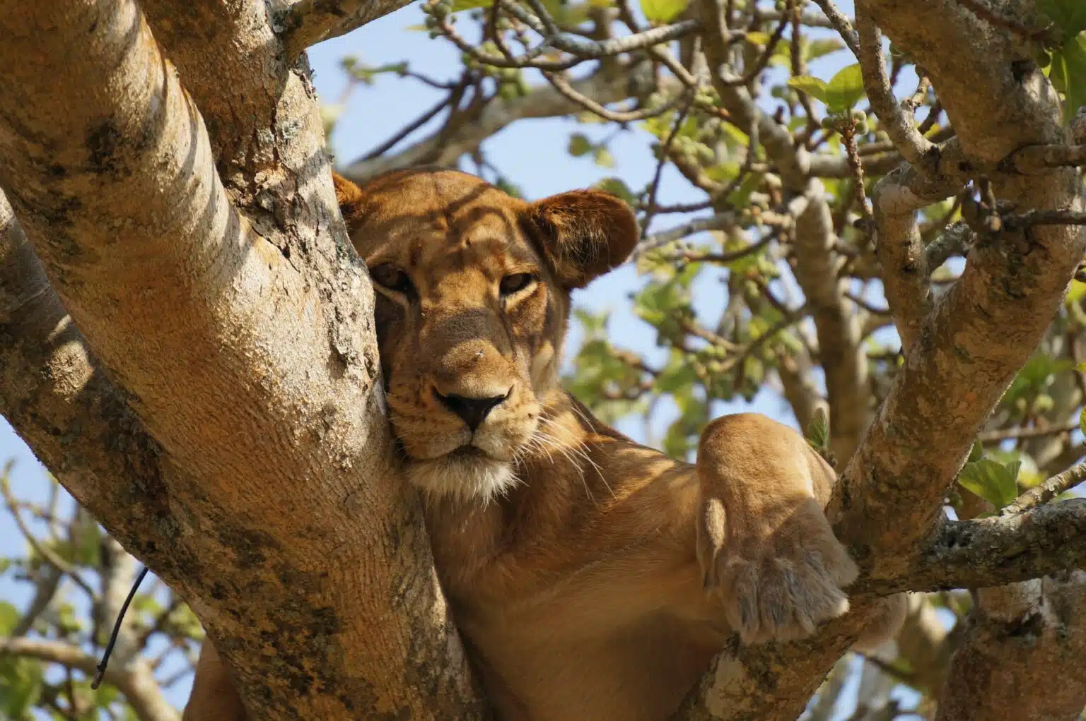 Lake Manyara Tree Lion African Oriental Travel Co