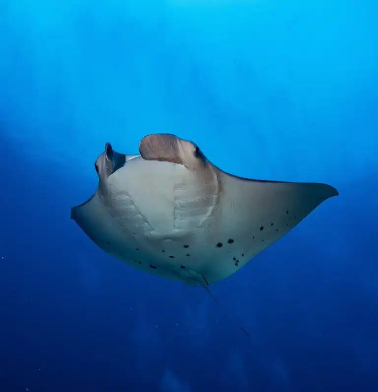 Liveaboard Diving