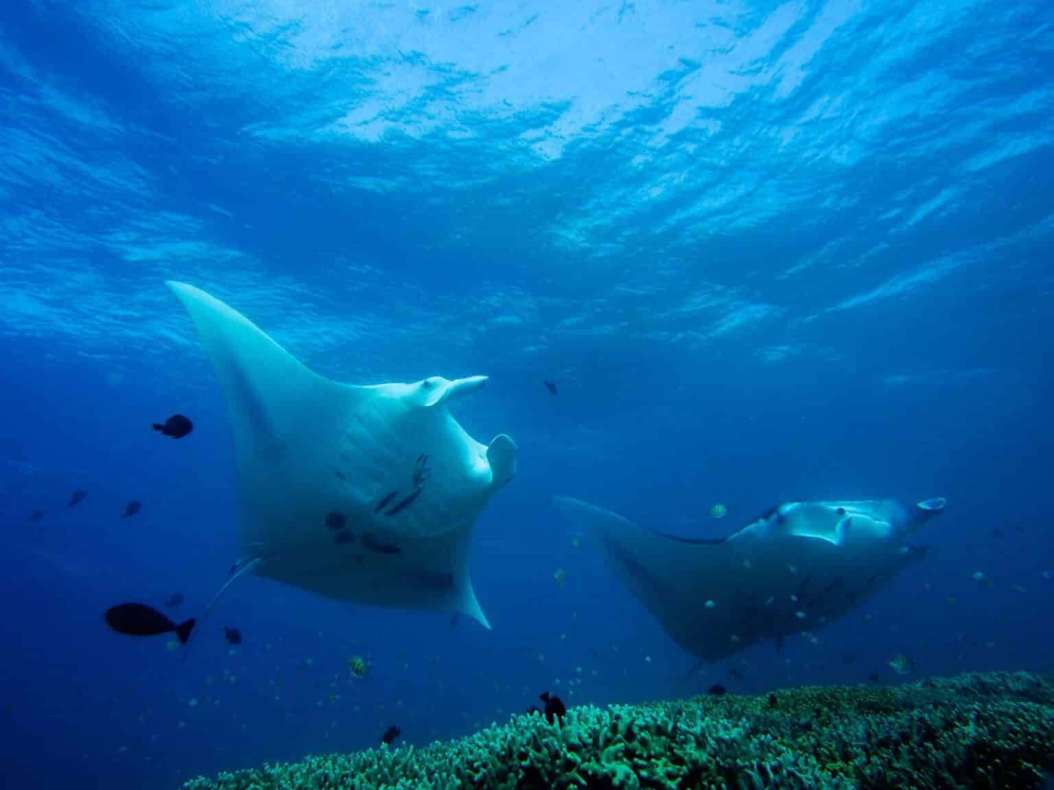 Micronesia Yap Island Scuba Diving Tours1