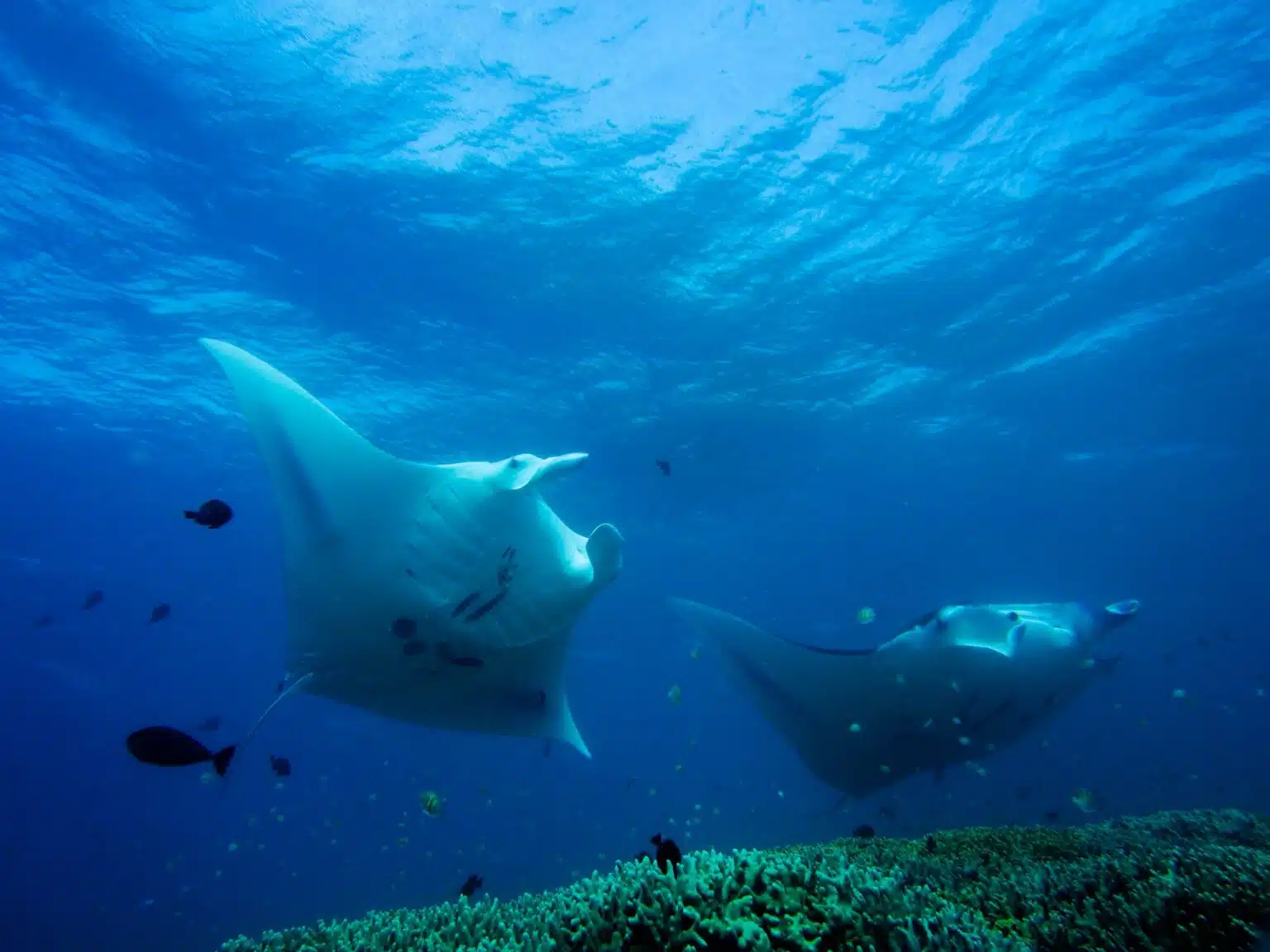 Micronesia Yap Island Scuba Diving Tours1