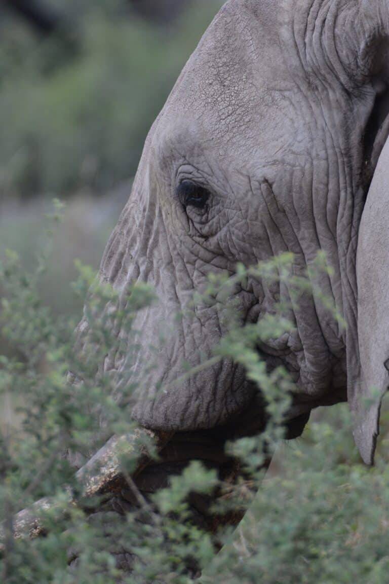 Mikumi National Park02
