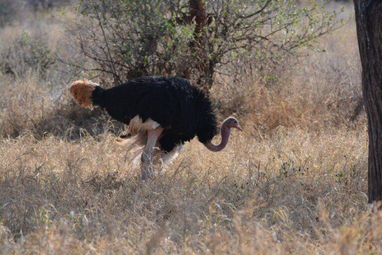 Mikumi National Park05