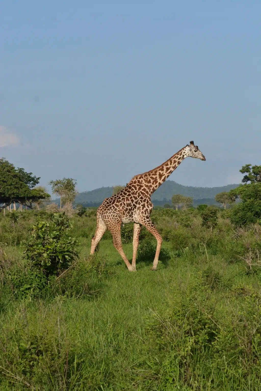 Mikumi National Park1