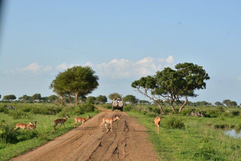 Mikumi National Park10