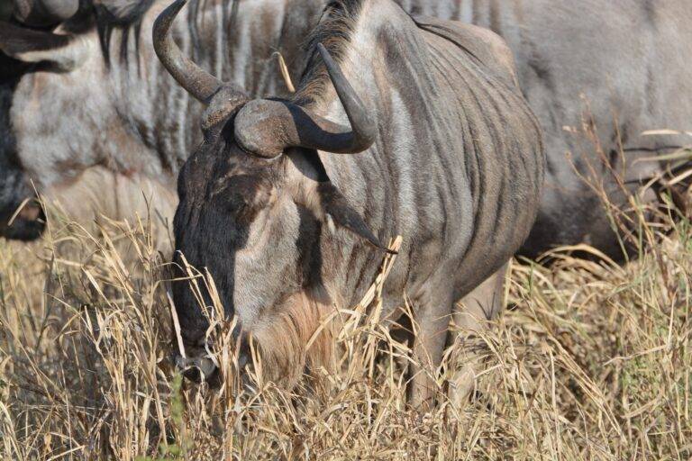 Mikumi National Park11