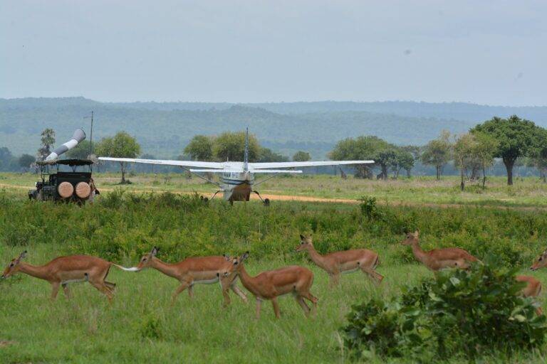 Mikumi National Park12