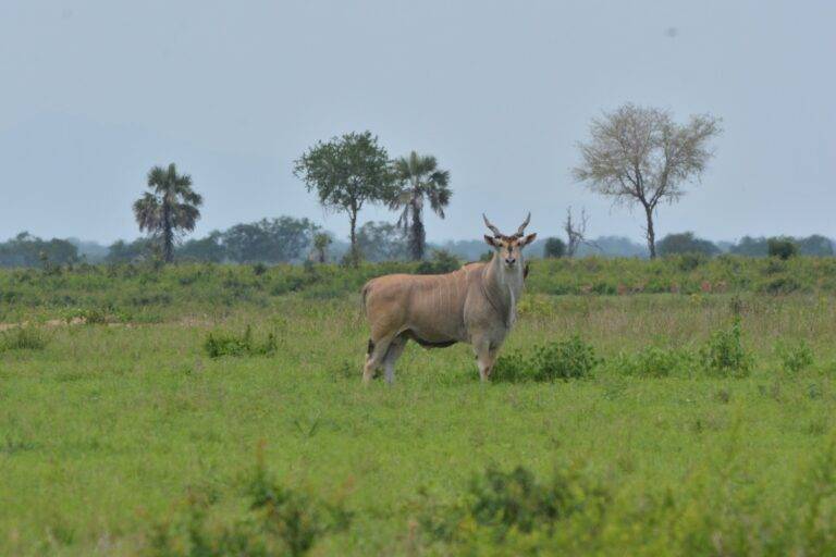 Mikumi National Park13