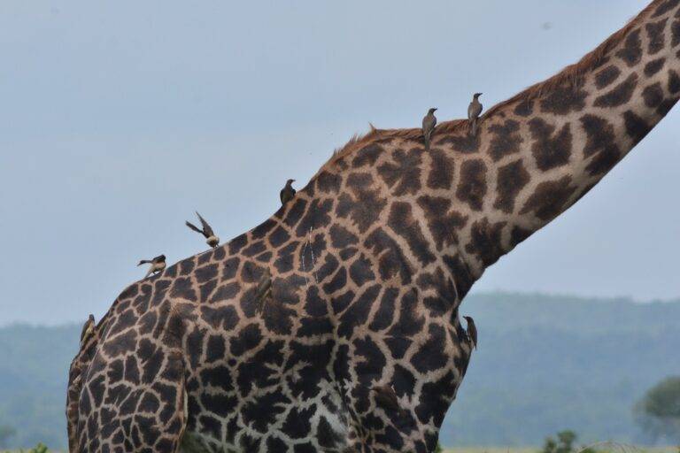 Mikumi National Park14