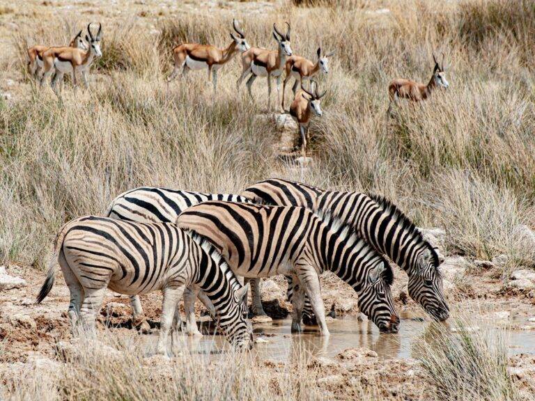 Namibia Safari Tour02