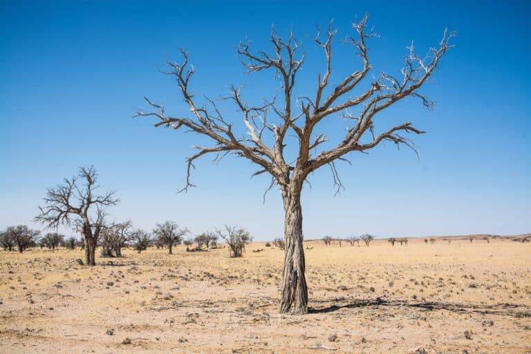 Namibia Safari Tour03