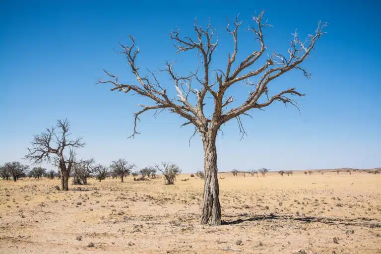 Namibia Safari Tour03